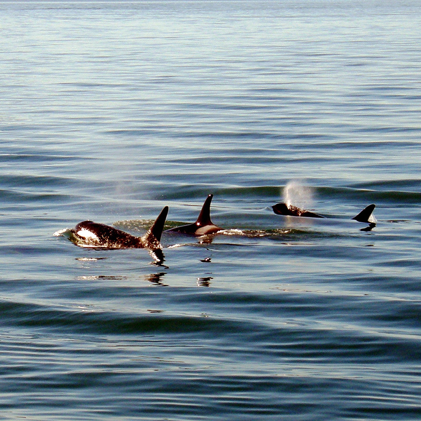 A Family Swim
