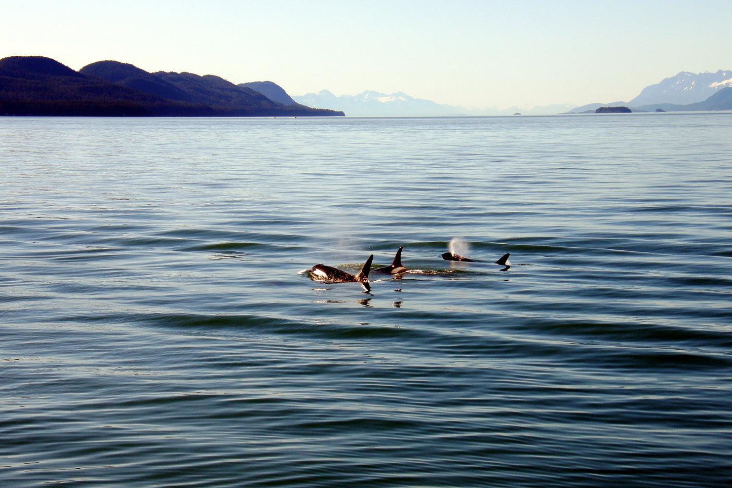 A Family Swim