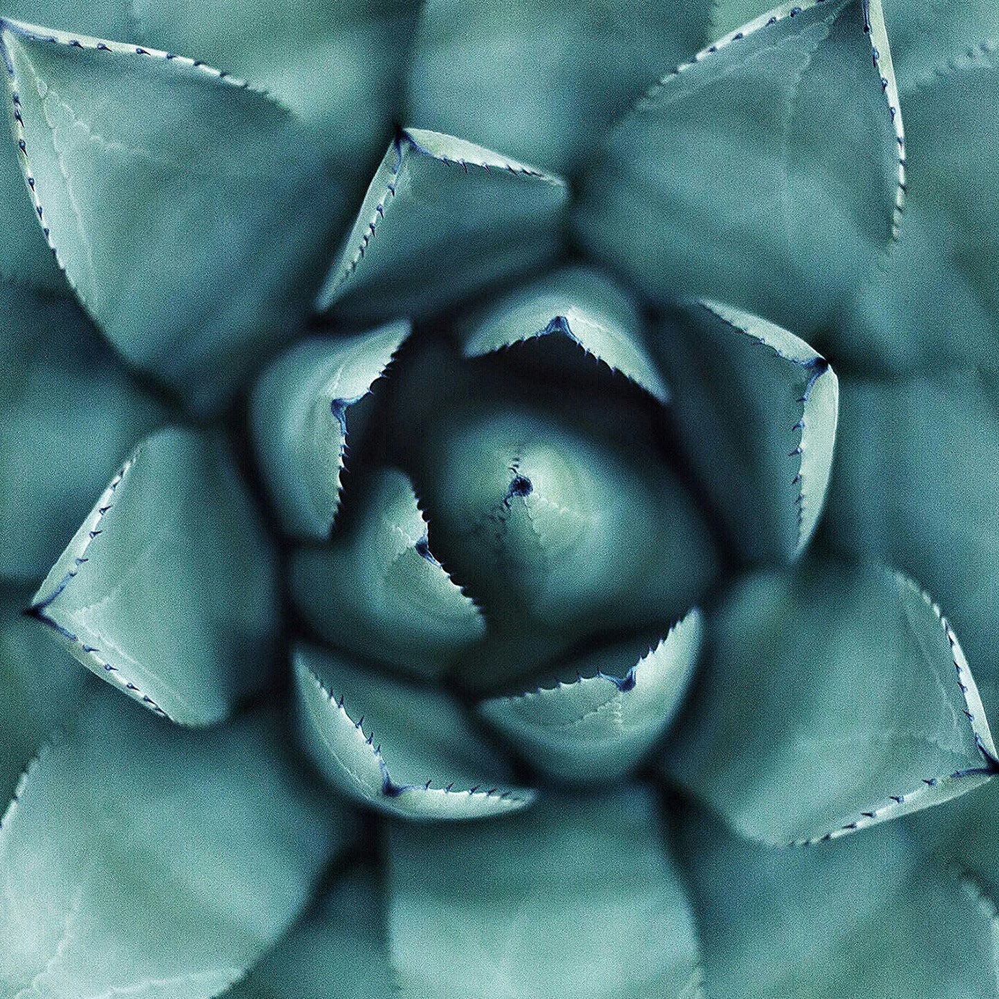Giant Agave