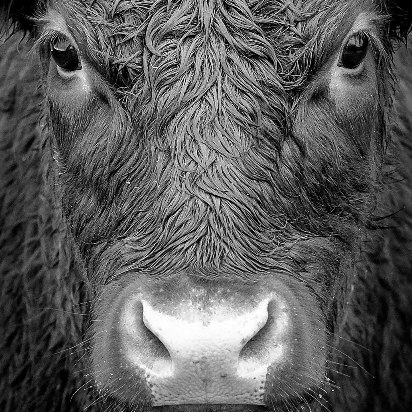 Black Cow