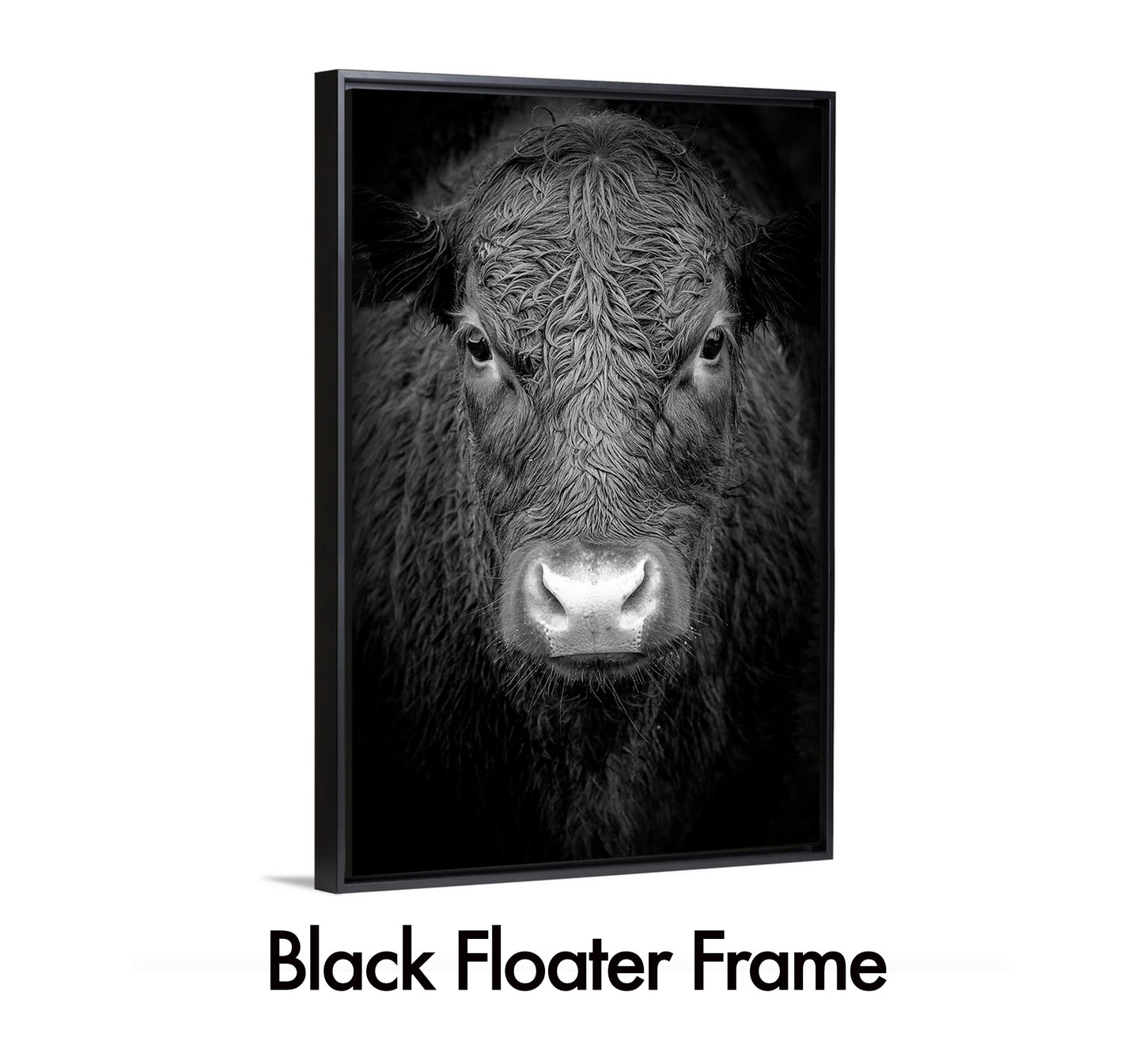 Black Cow