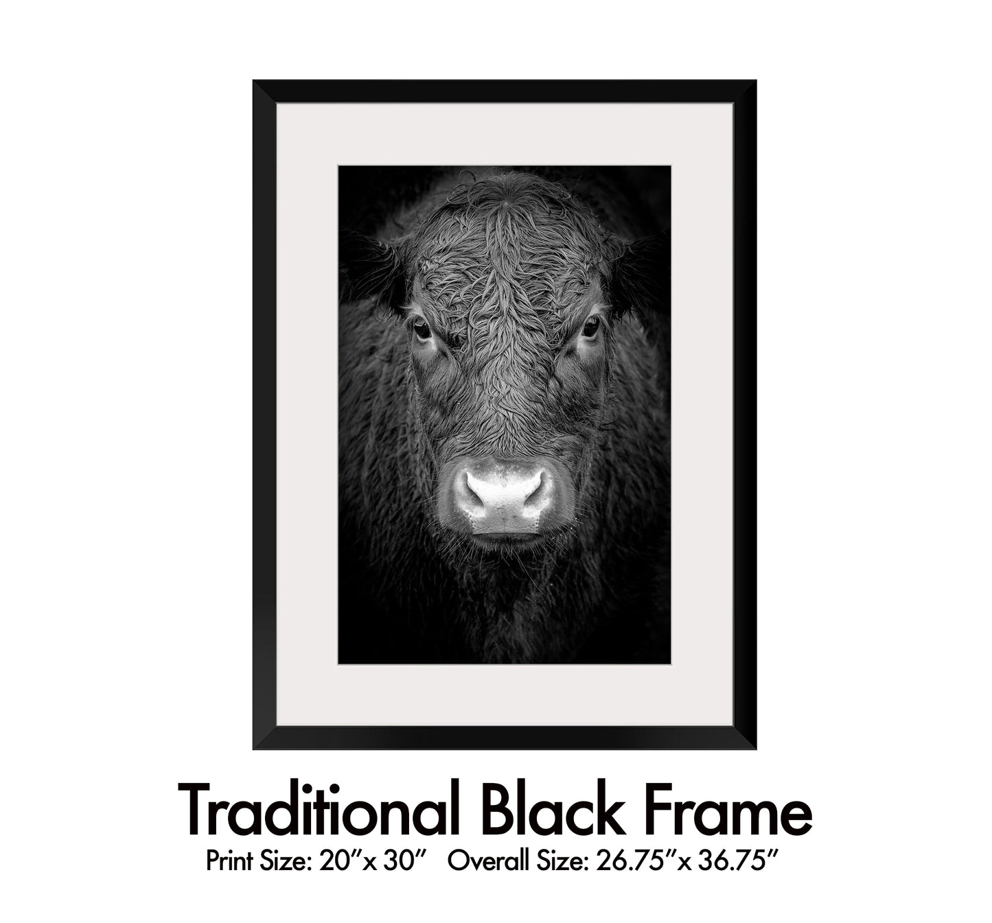 Black Cow