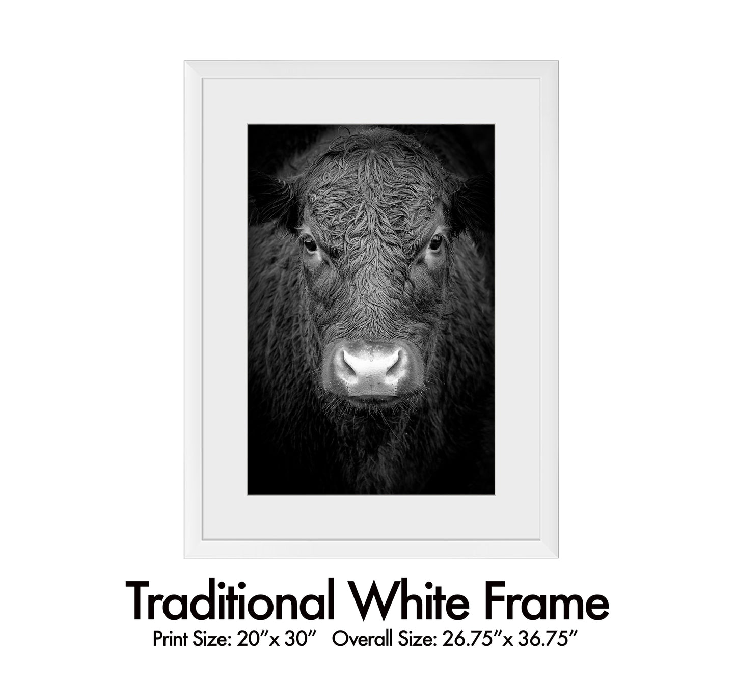Black Cow
