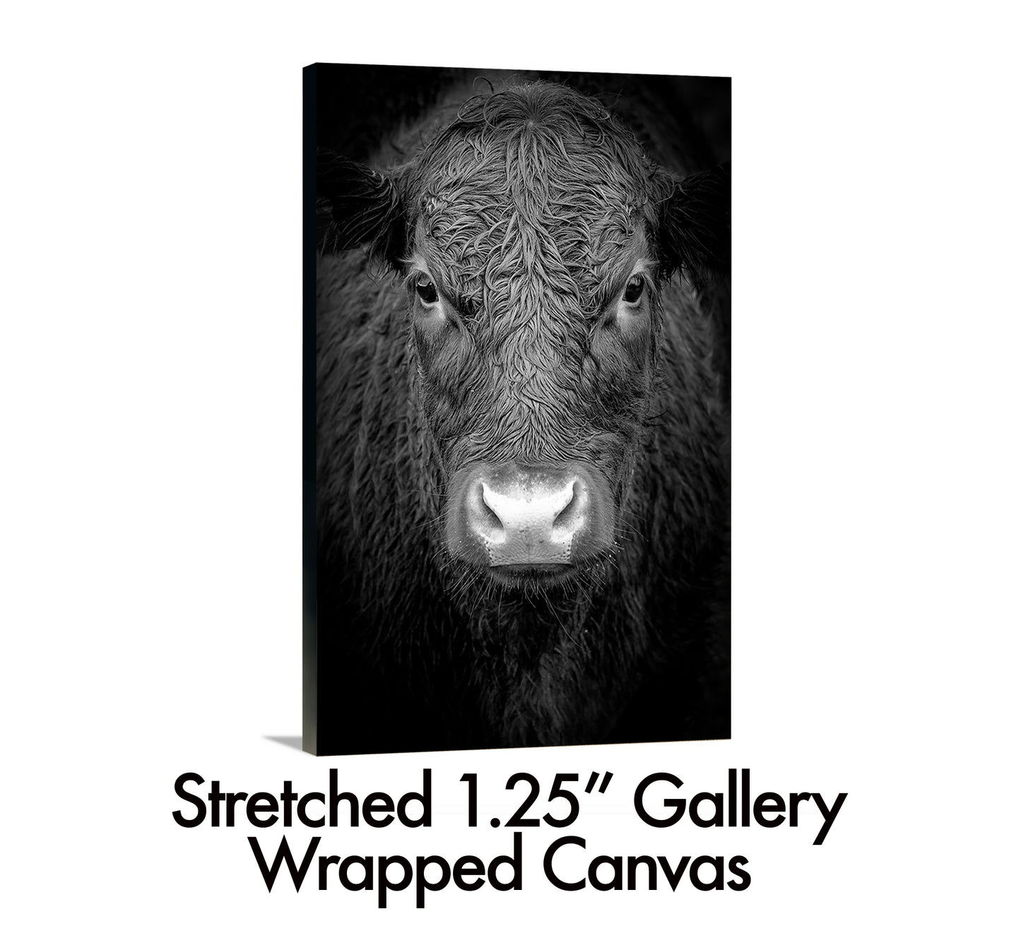 Black Cow