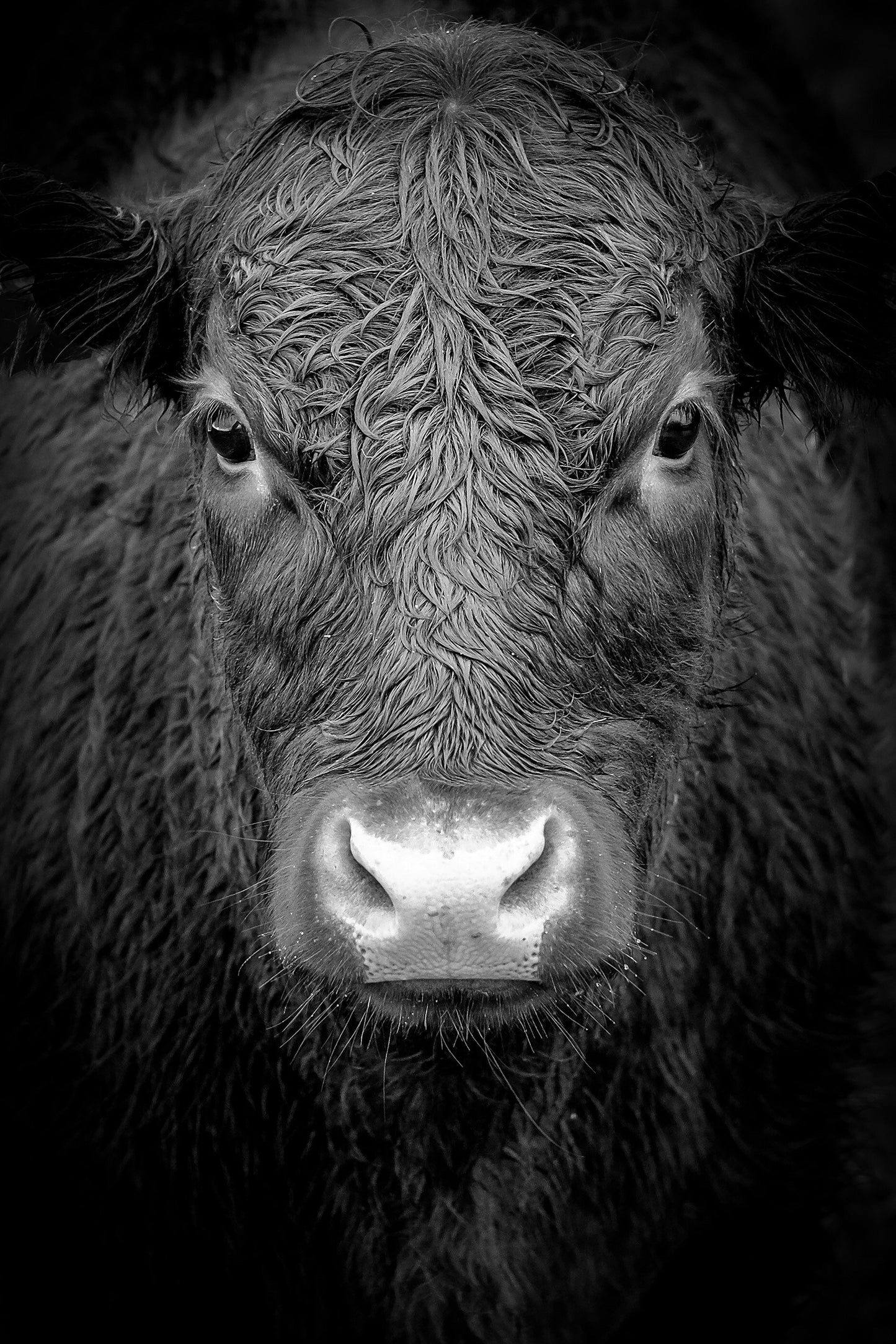 Black Cow