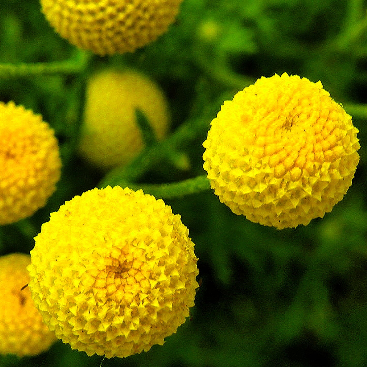 Globes of Spring