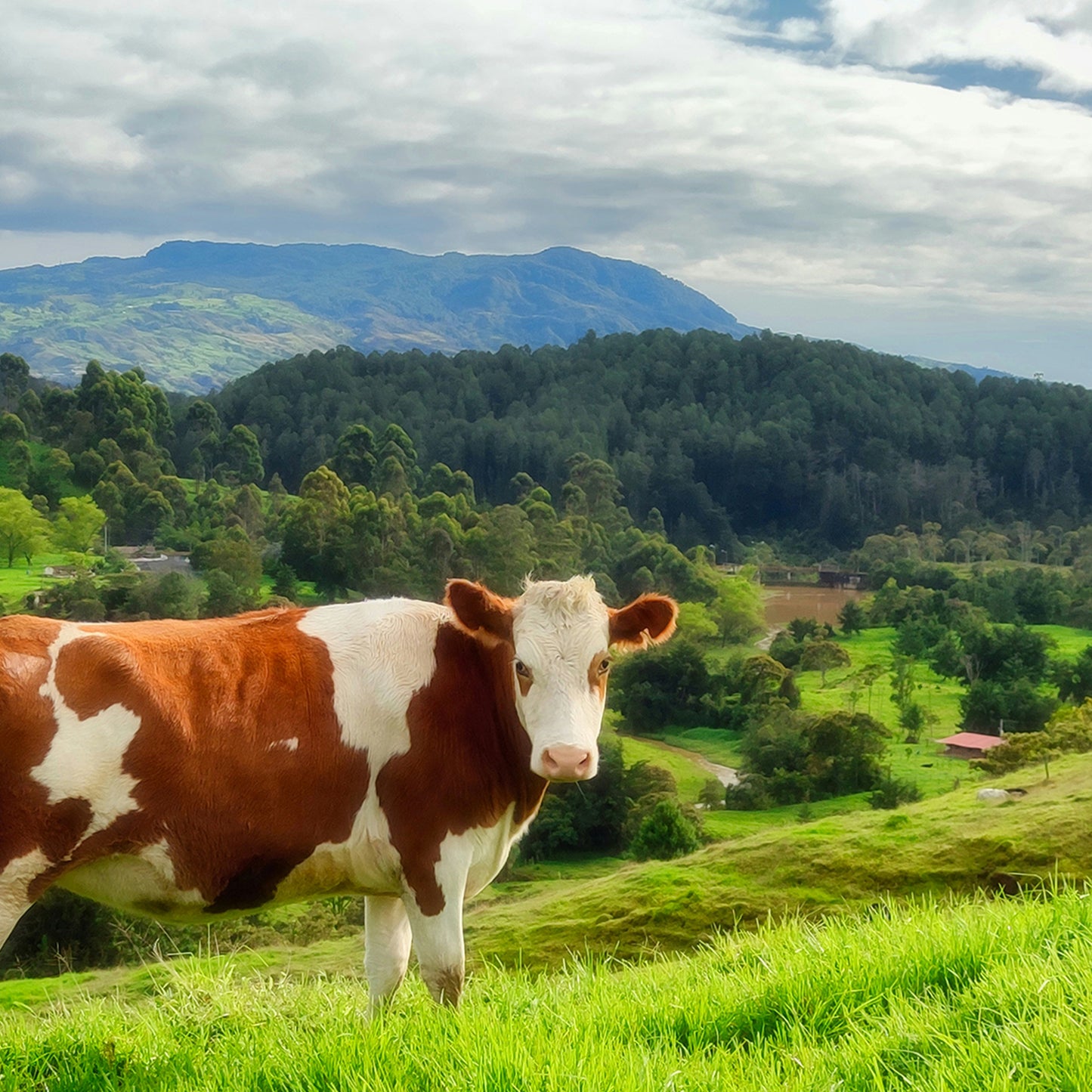 Cow Gaze