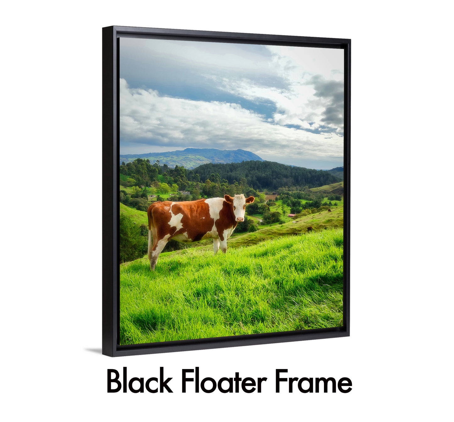 Cow Gaze