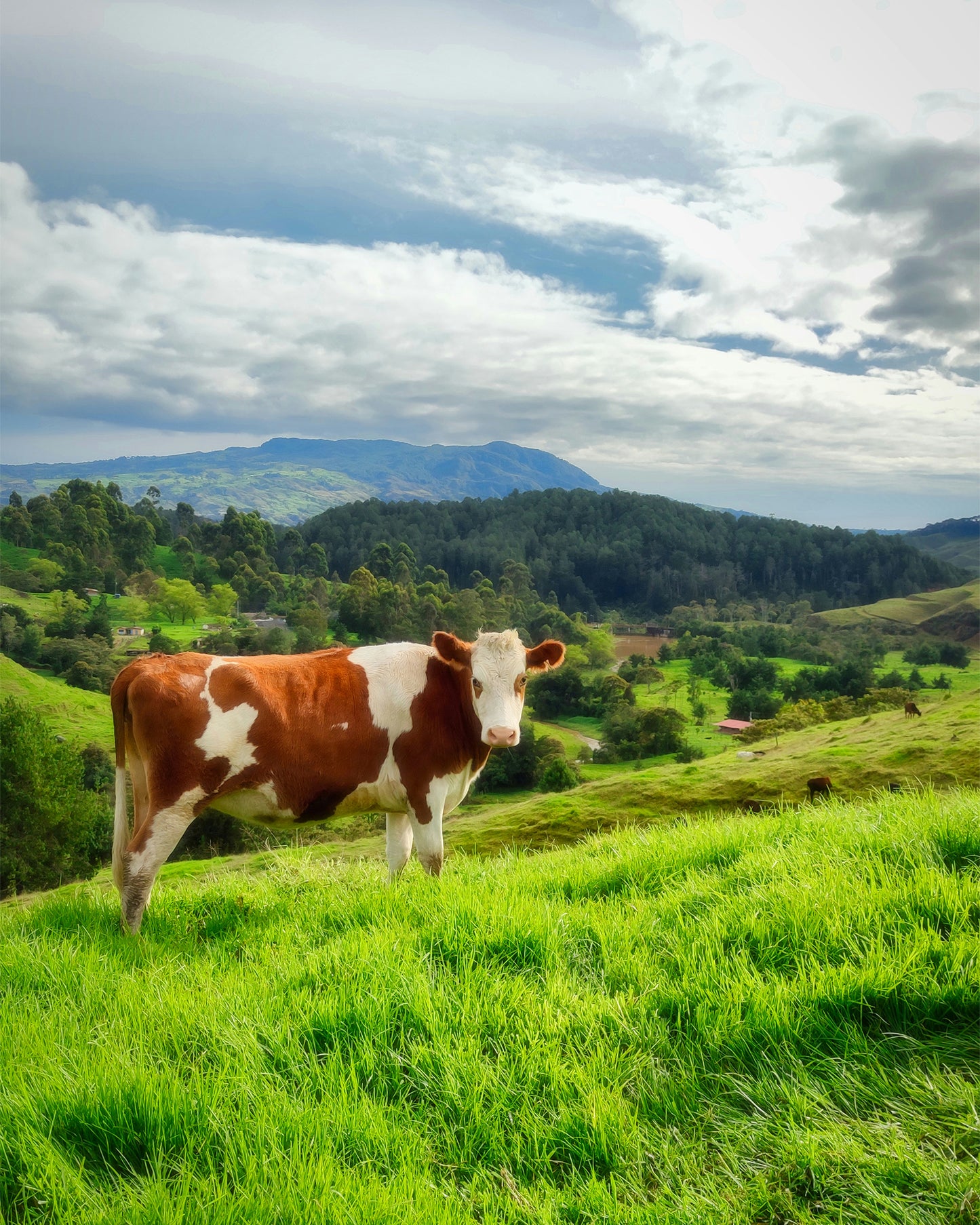 Cow Gaze