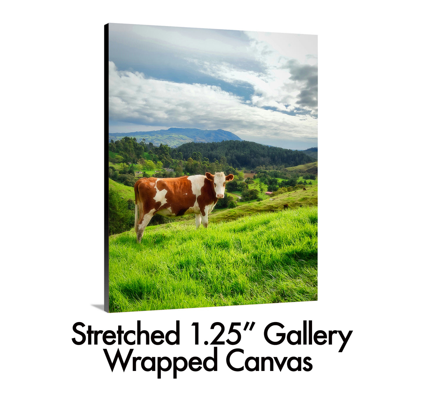 Cow Gaze