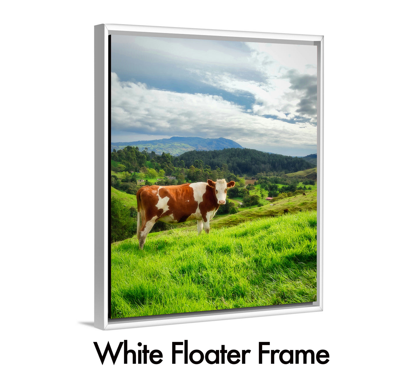 Cow Gaze