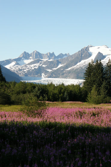 Fields of Flowers and Ice