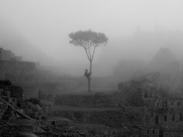 Ghost of The Cloud Forest