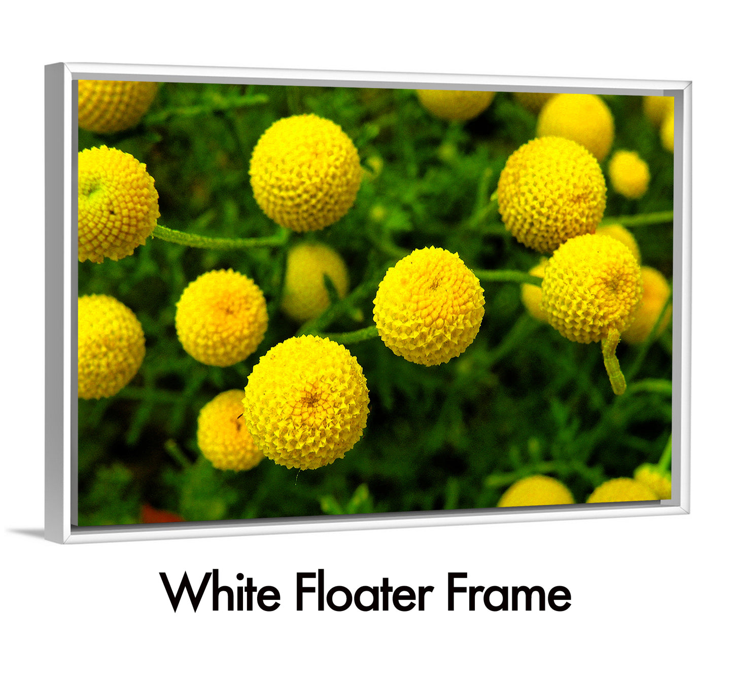 Globes of Spring