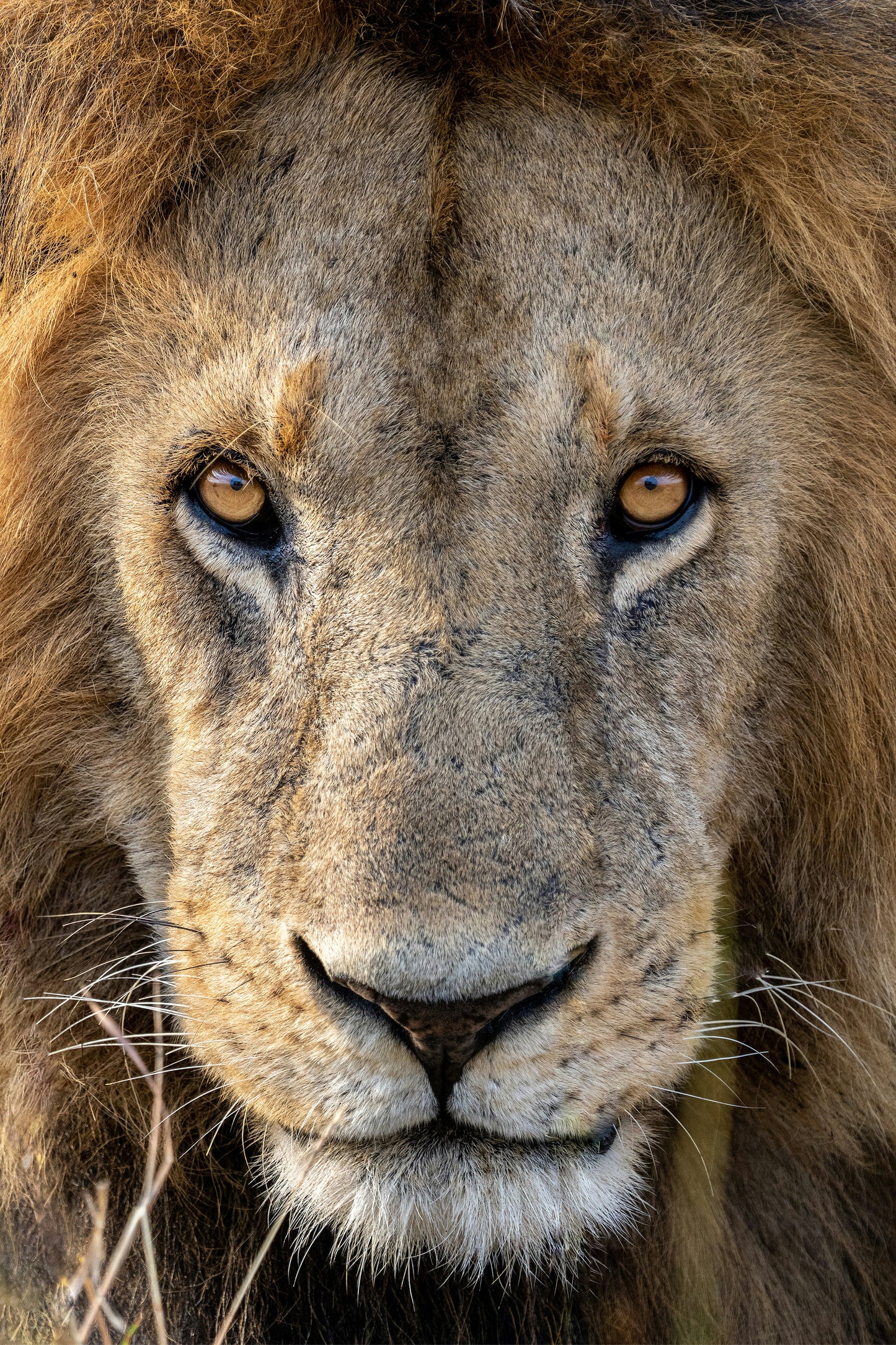Lion King