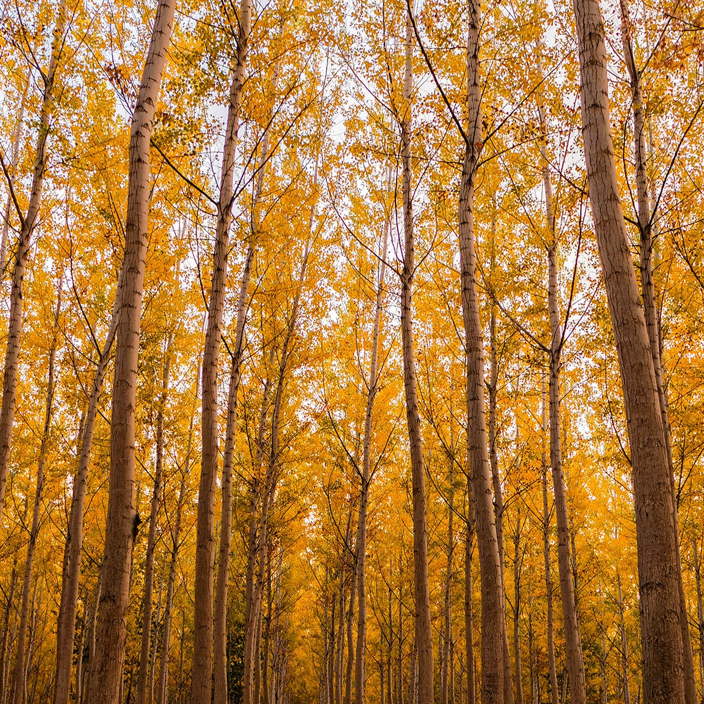 Orange Trees