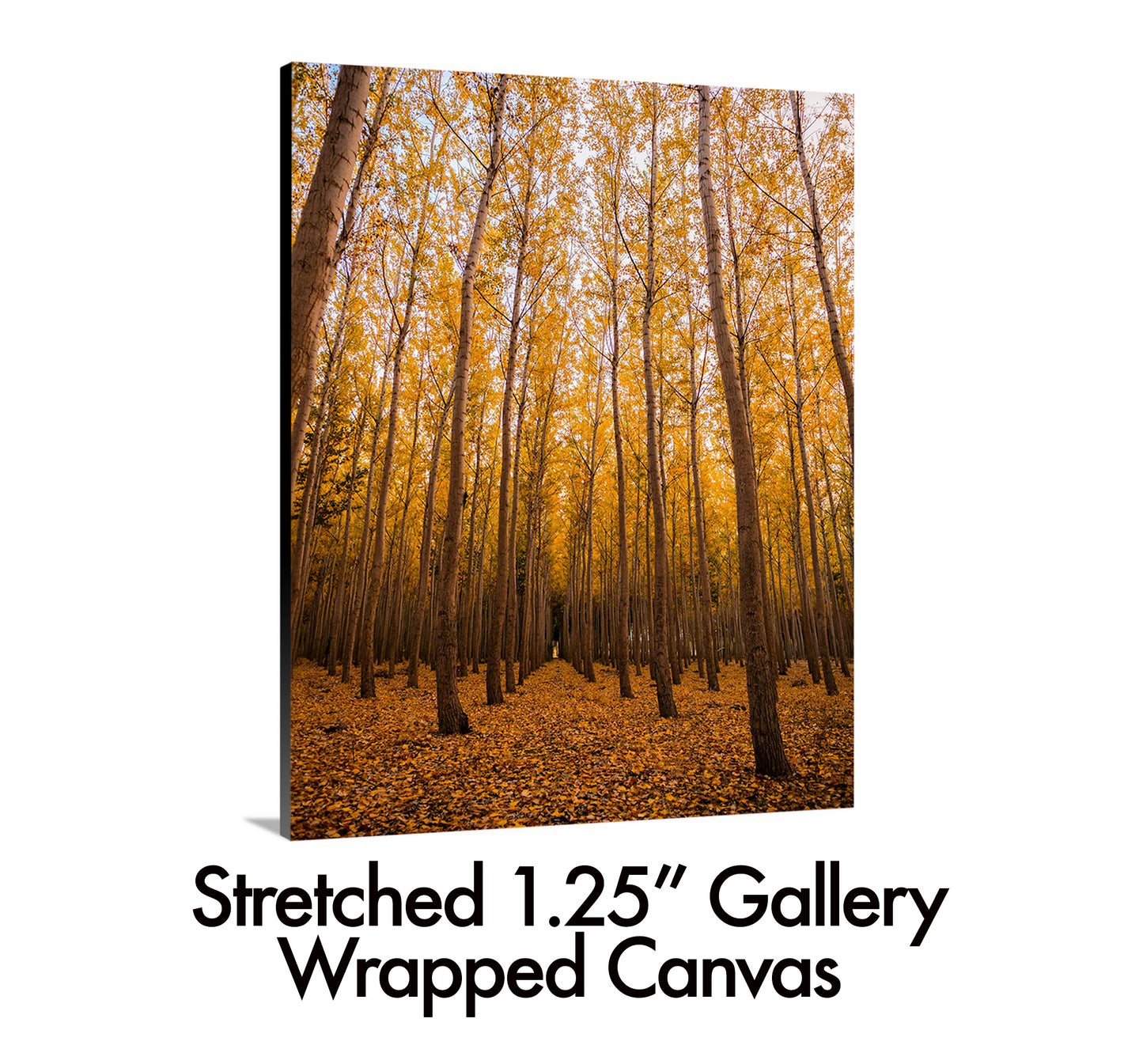 Orange Trees