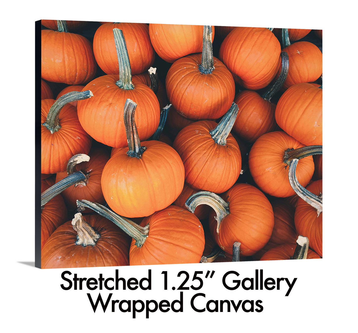 Pumpkin Harvest