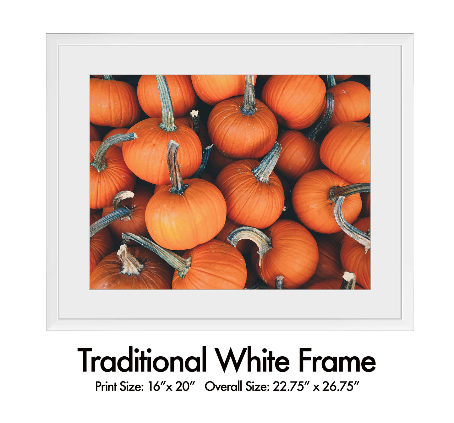 Pumpkin Harvest