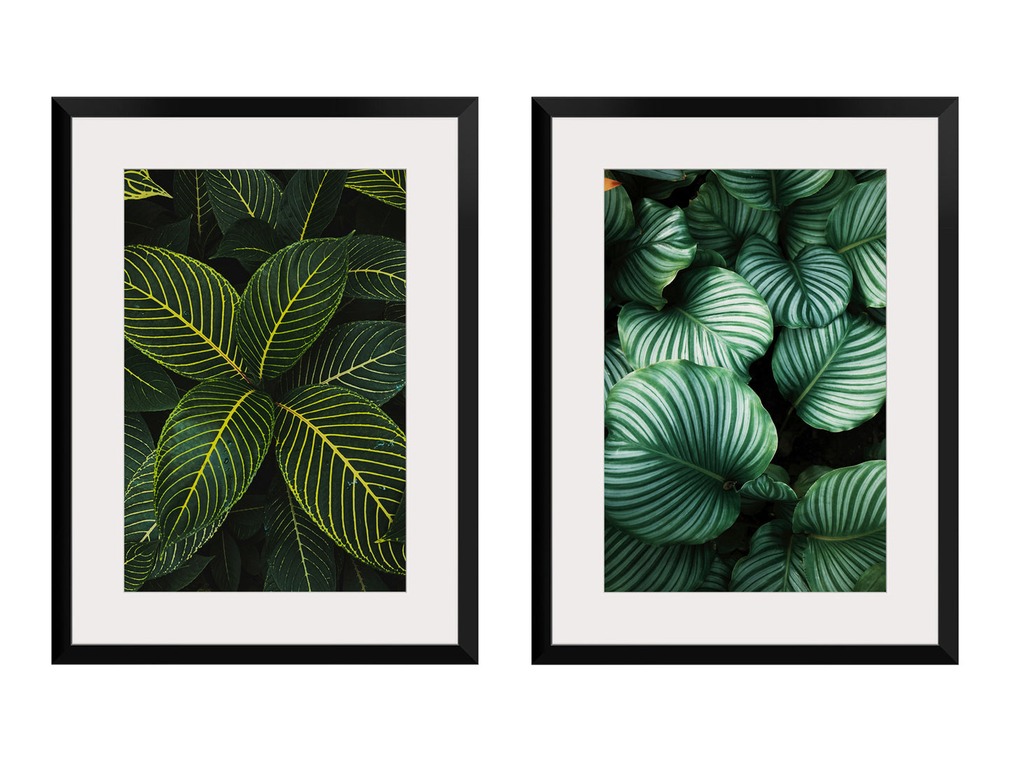 Plant Leaf Set
