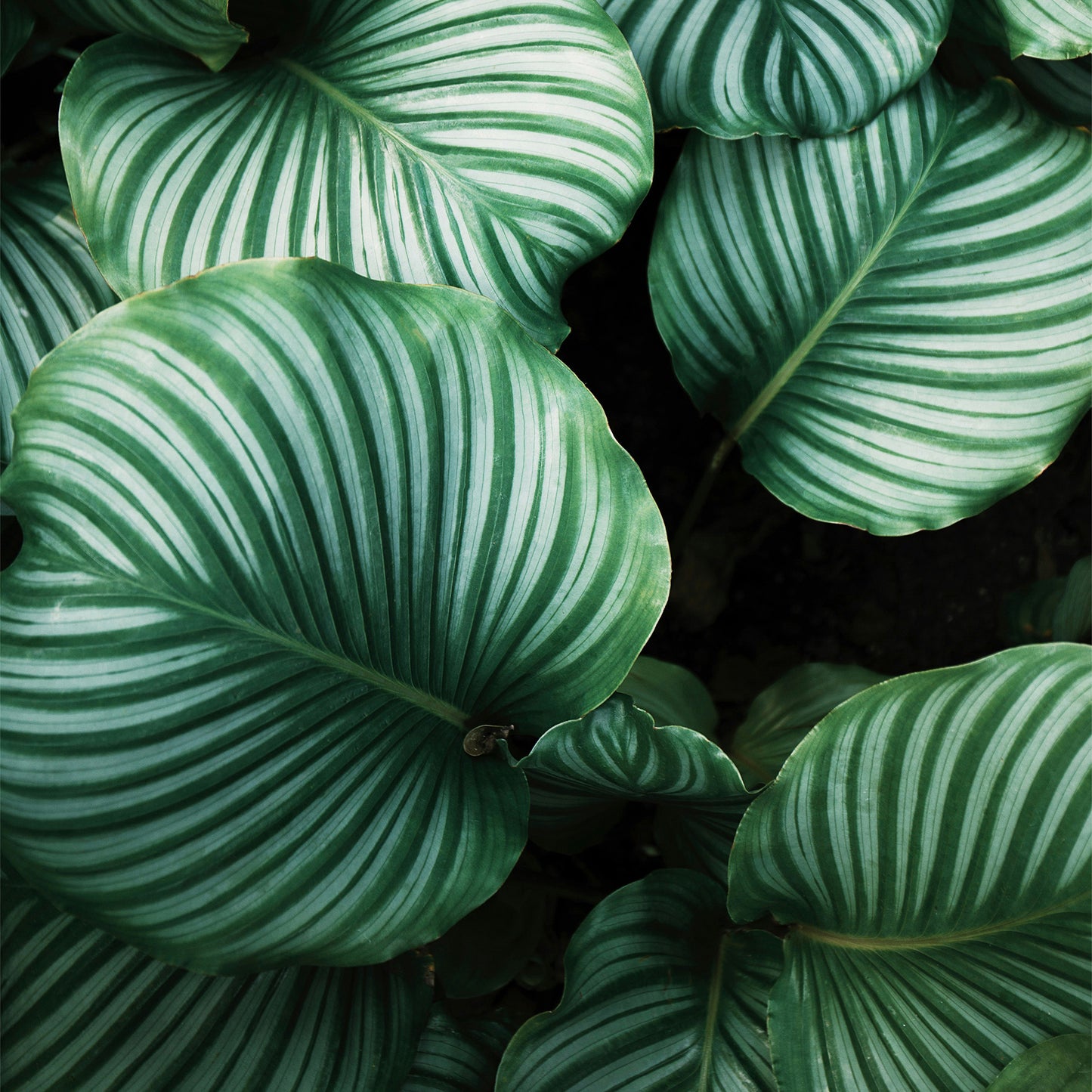 Calathea Orbifolia