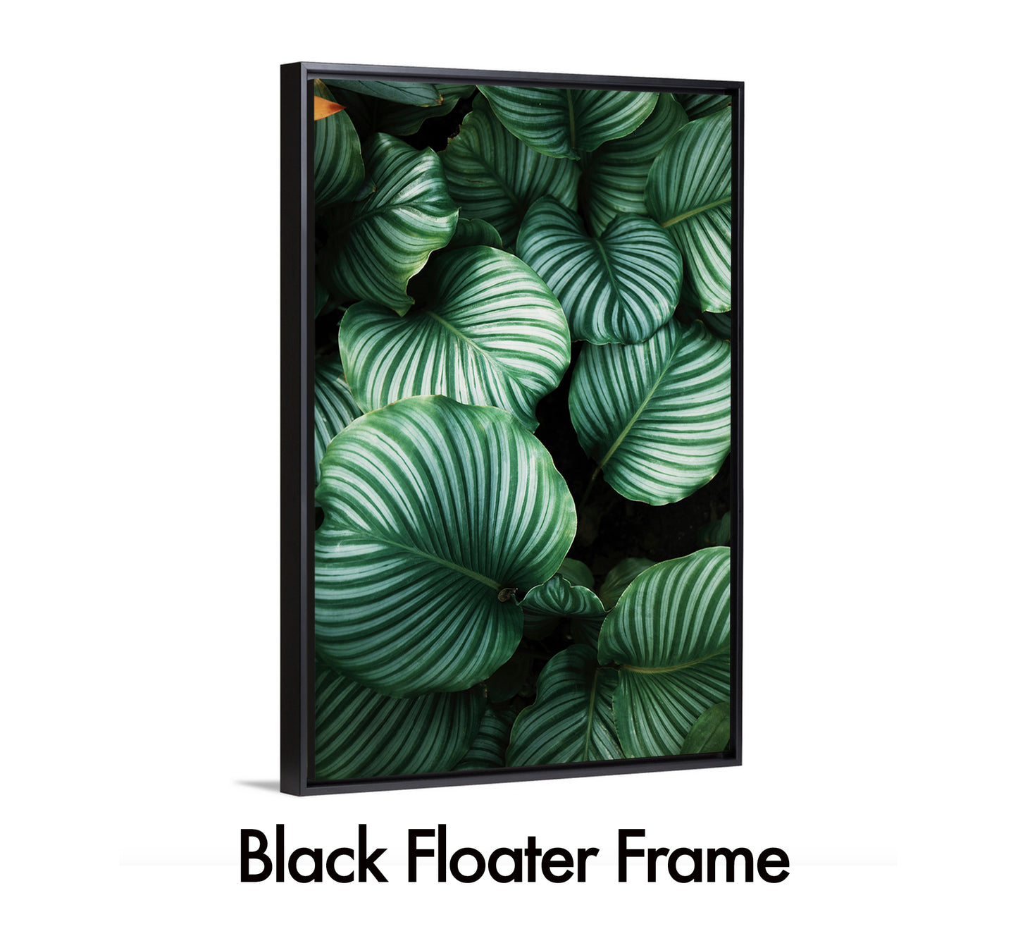 Calathea Orbifolia