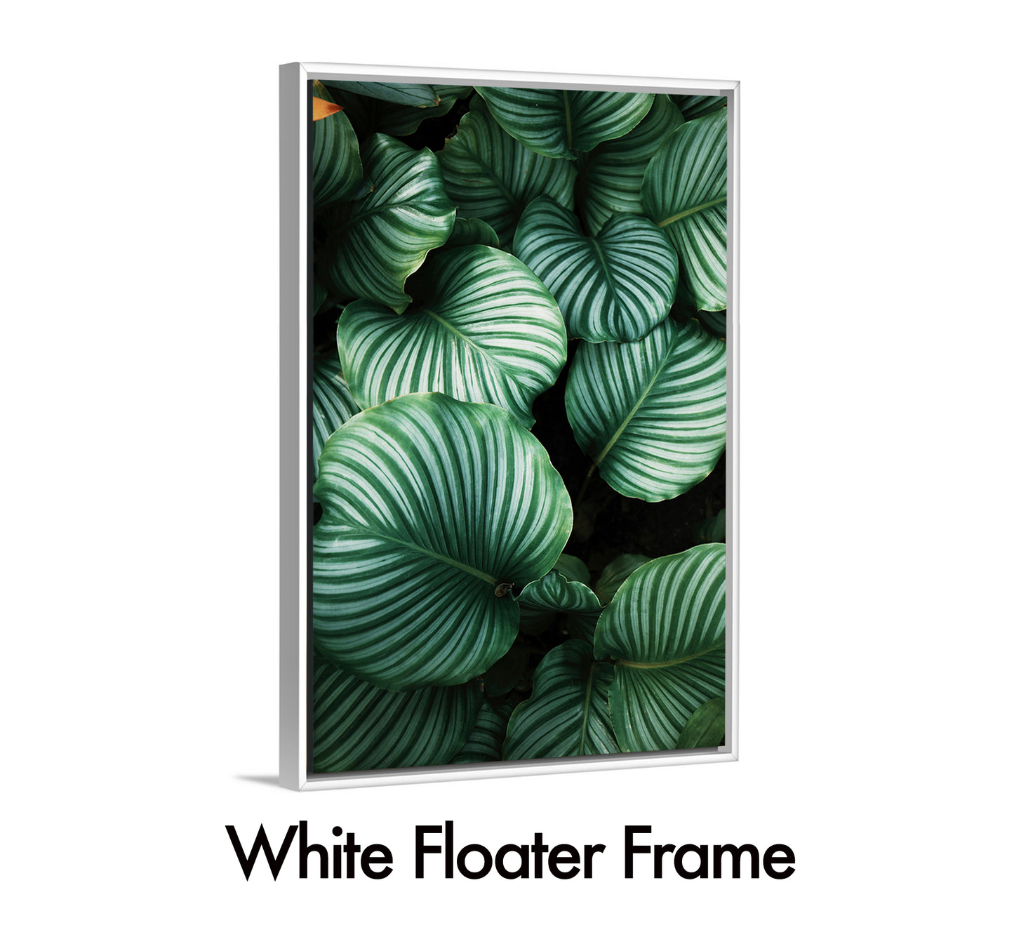 Calathea Orbifolia