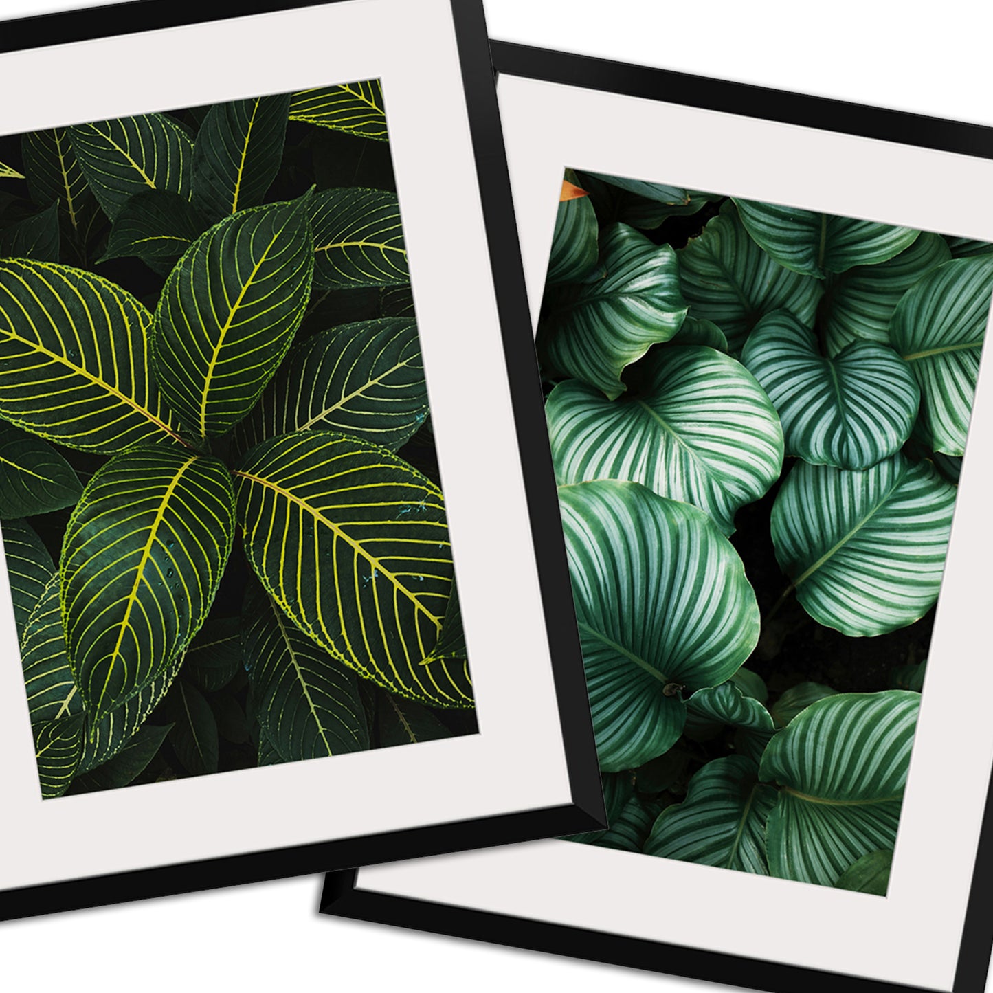 Plant Leaf Set