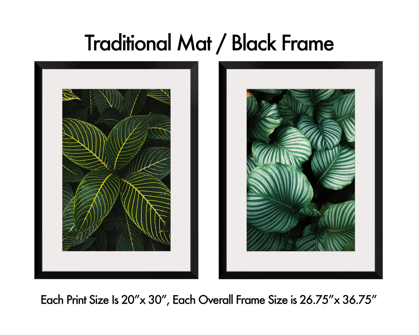 Plant Leaf Set