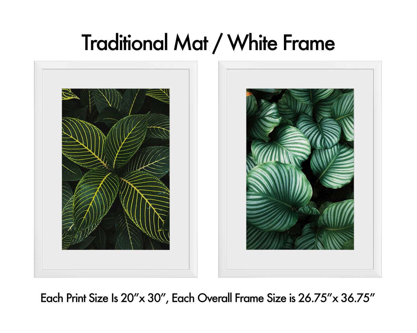 Plant Leaf Set