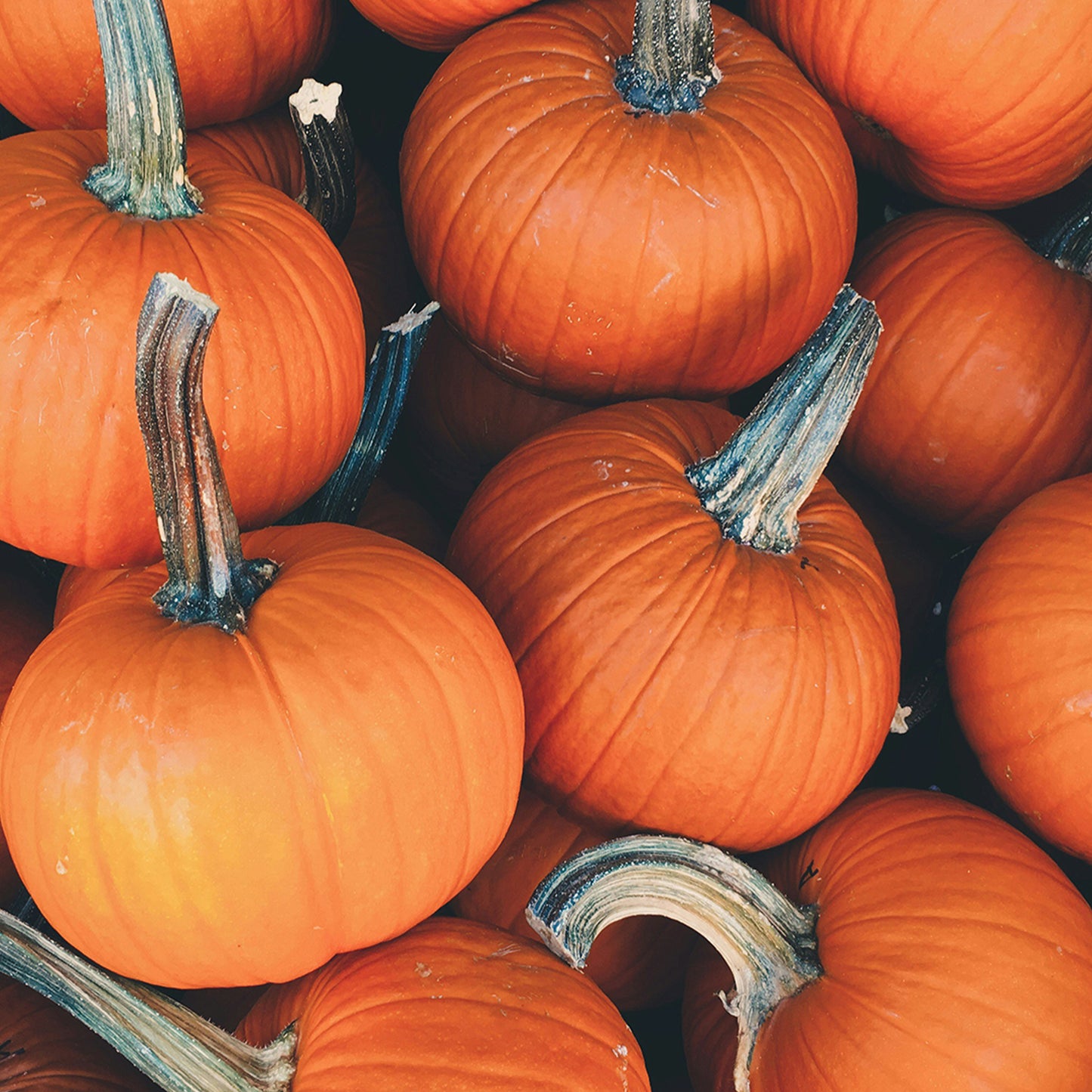 Pumpkin Harvest