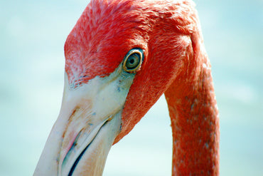 Ready For My Close Up