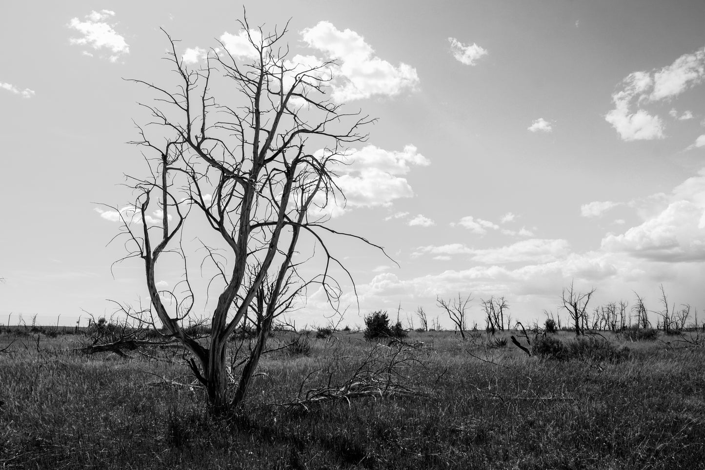 Solitude