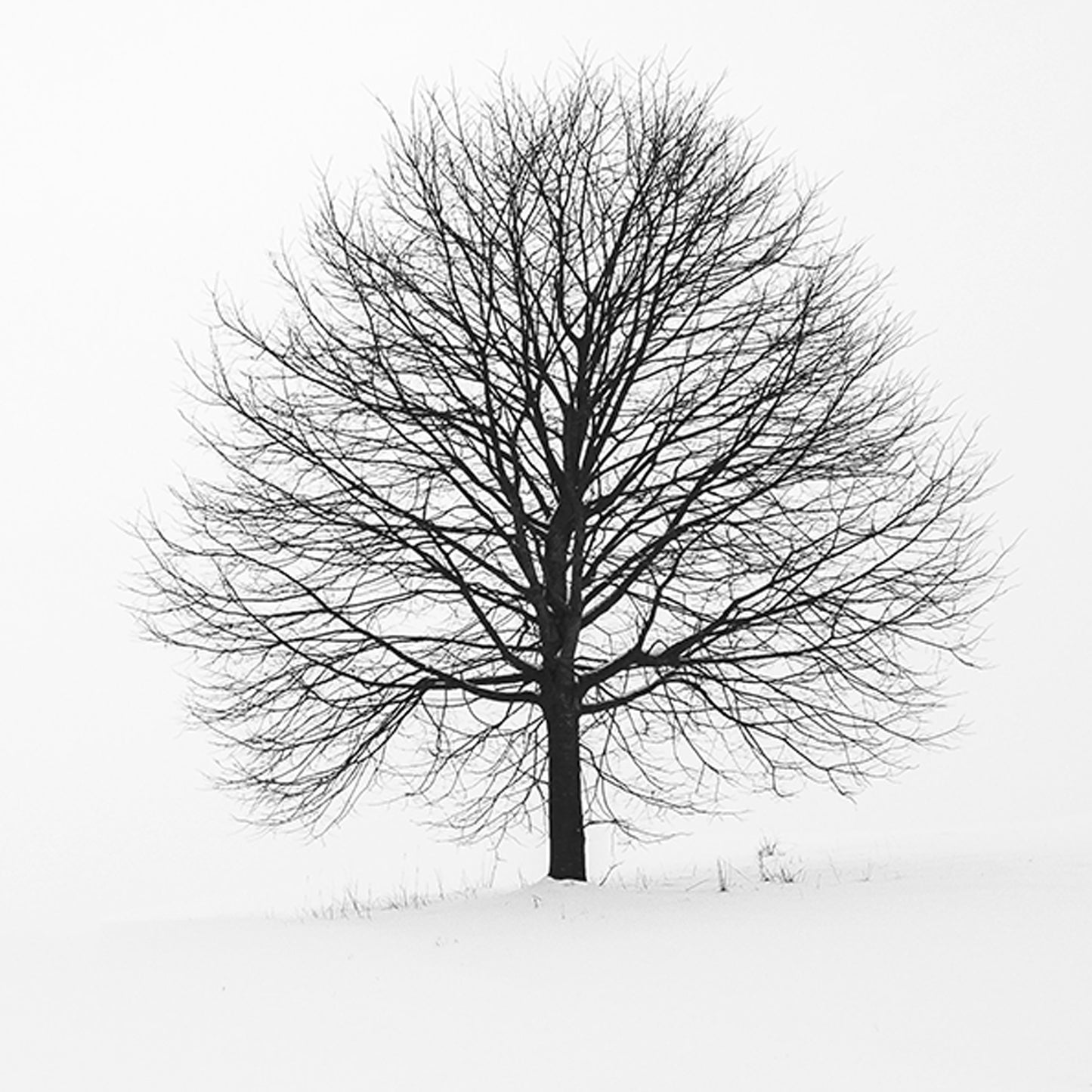 In My Solitude 2