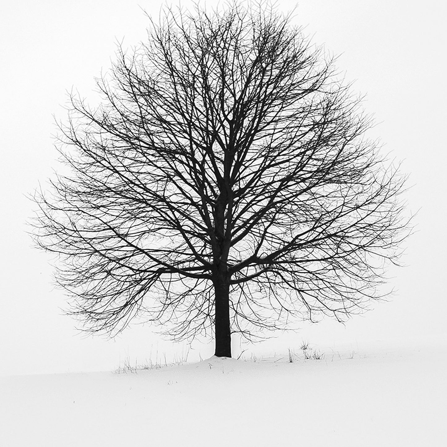 In My Solitude