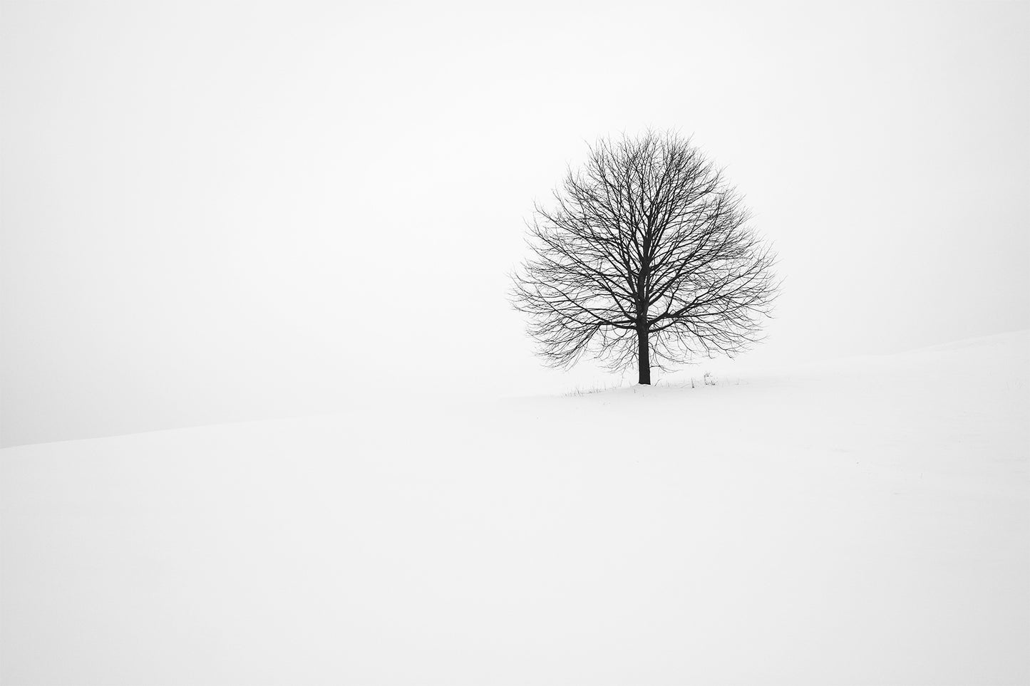 In My Solitude 2