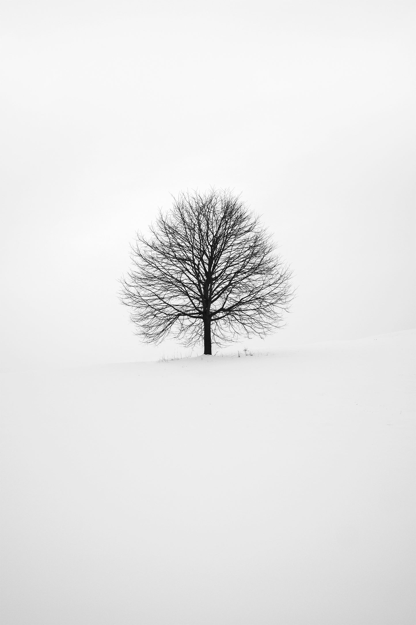 In My Solitude