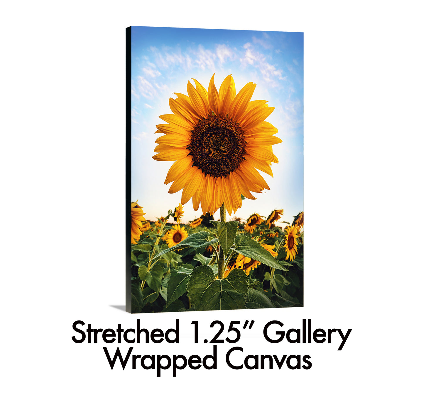Sunflower Morning