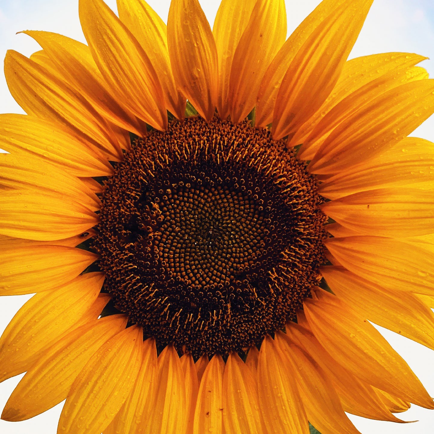Sunflower Morning