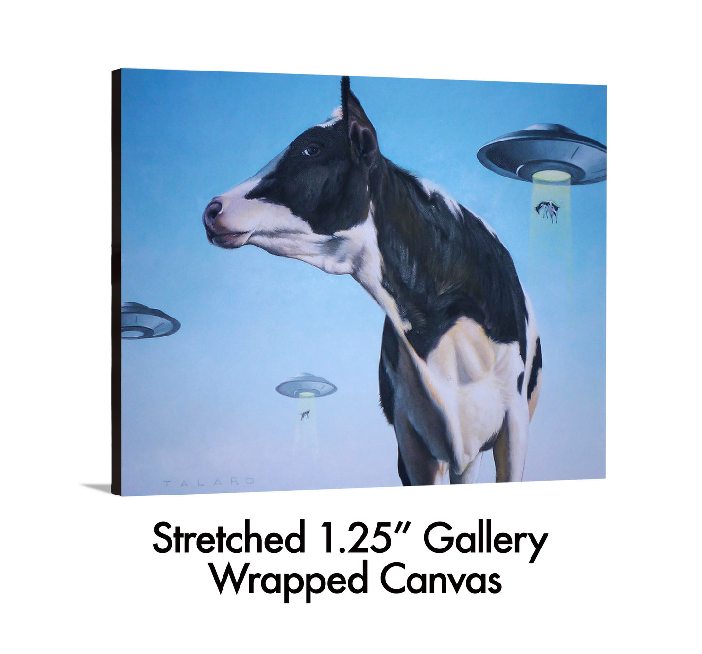 Close Encounters of The Moo Kind