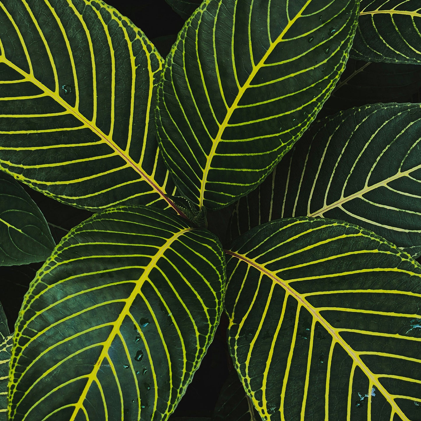Tiger Leaves