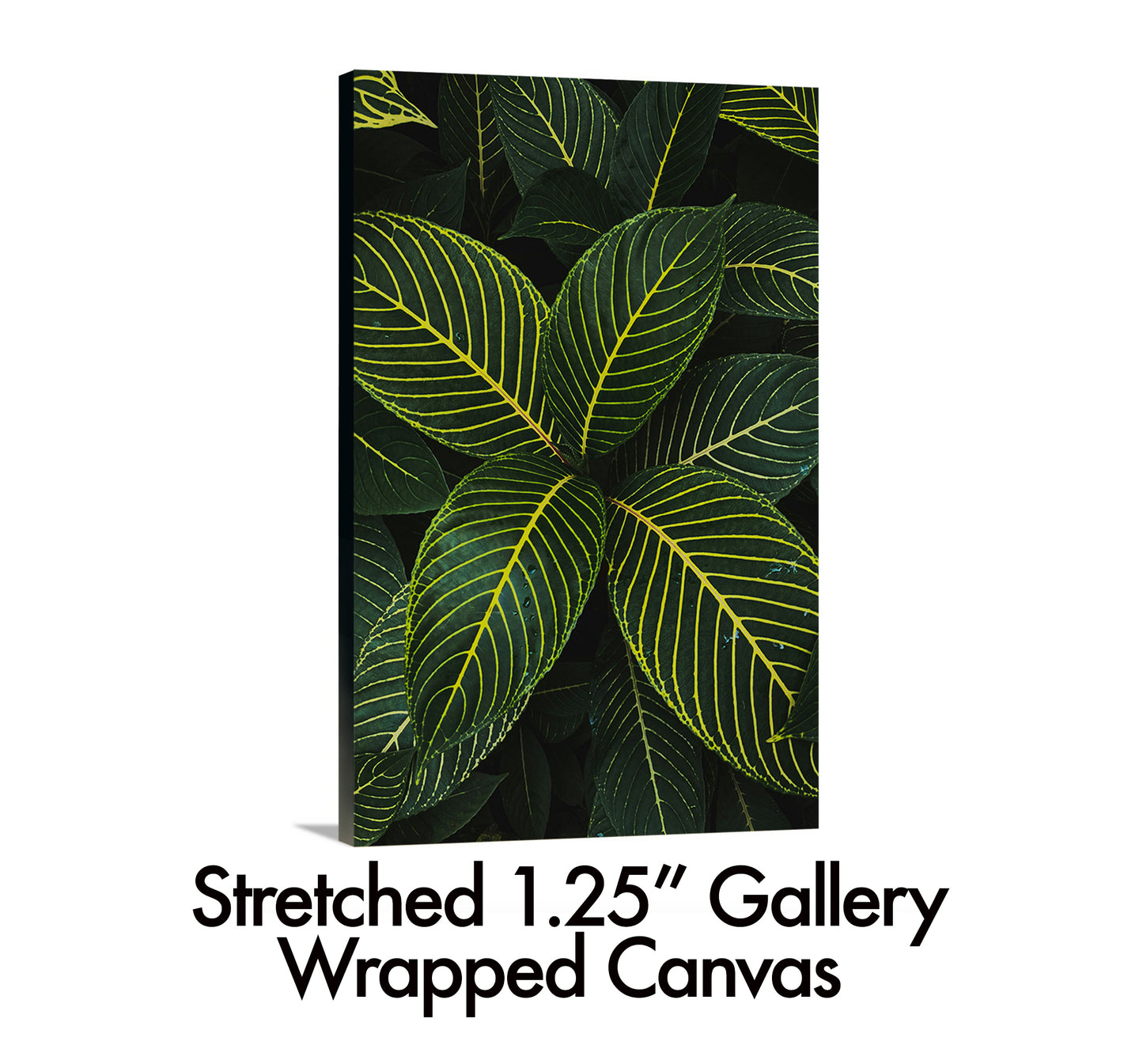Tiger Leaves