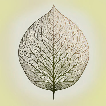 Broad Leaf