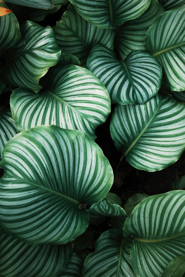 Calathea Orbifolia