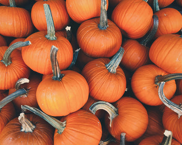 Pumpkin Harvest