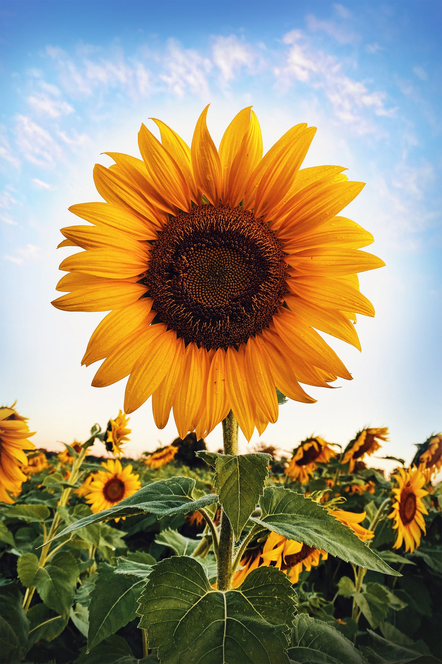 Sunflower Morning