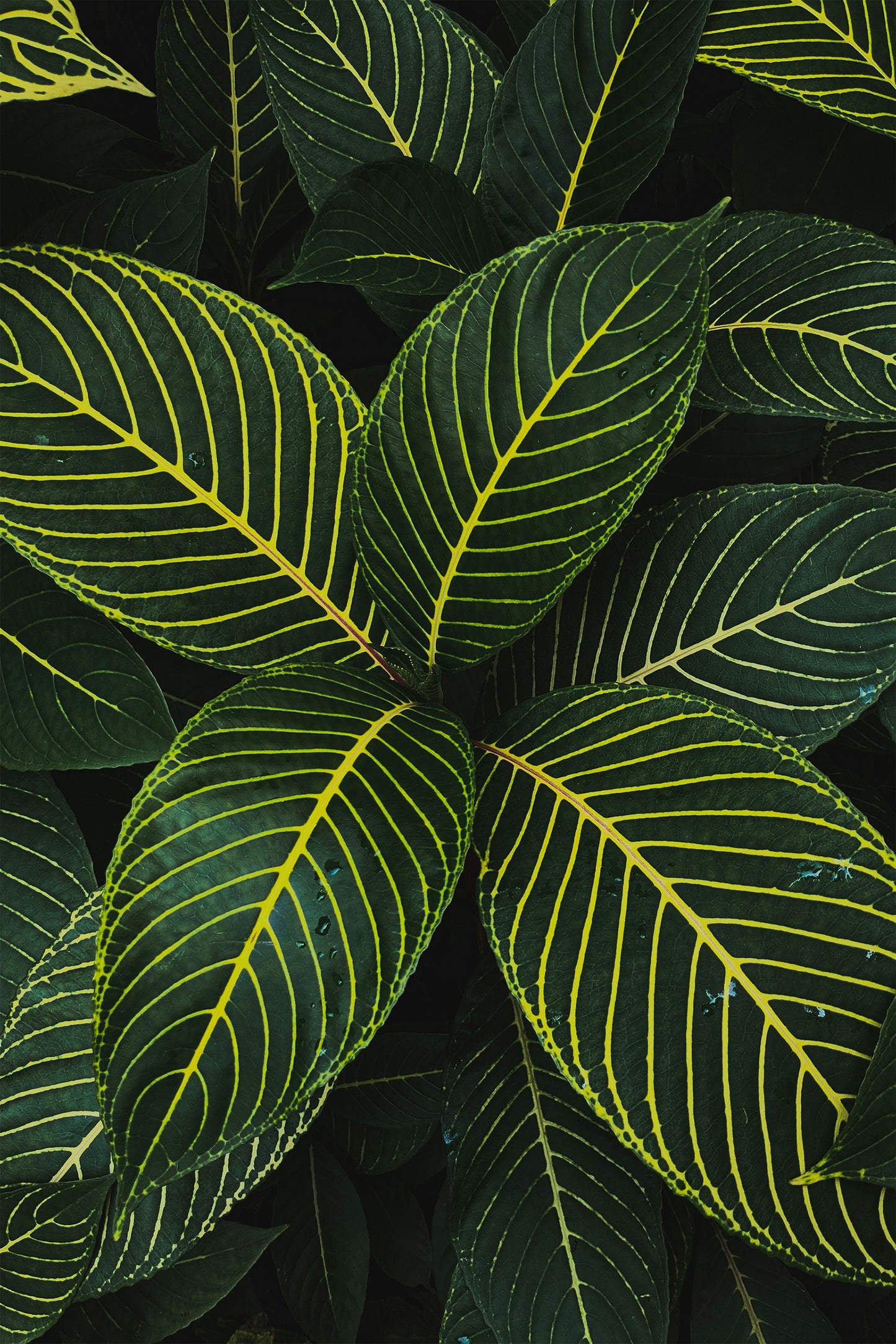 Tiger Leaves