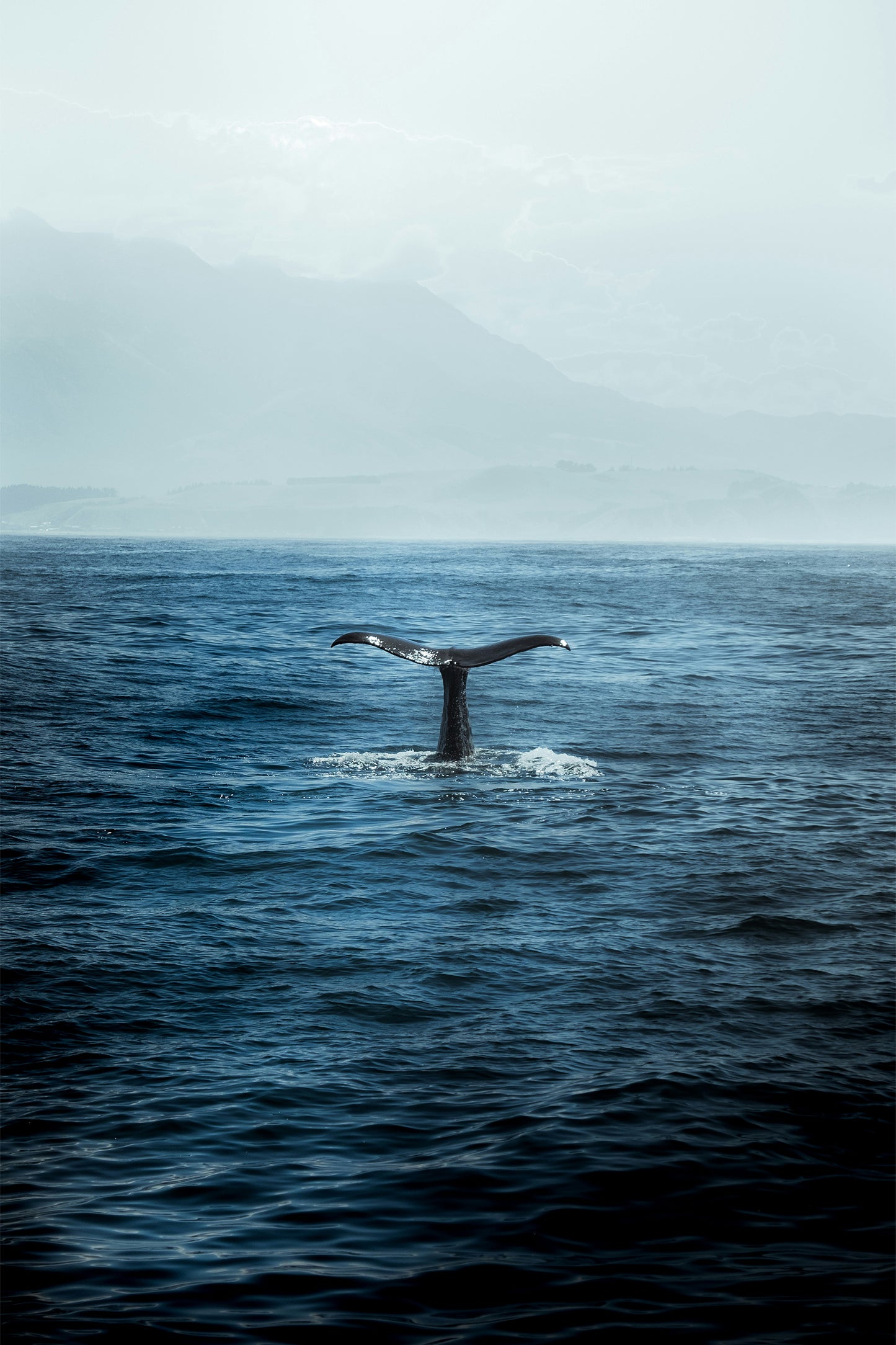 Whale Of A Tail
