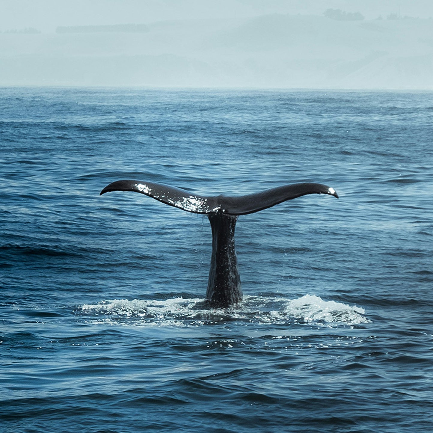 Whale Of A Tail
