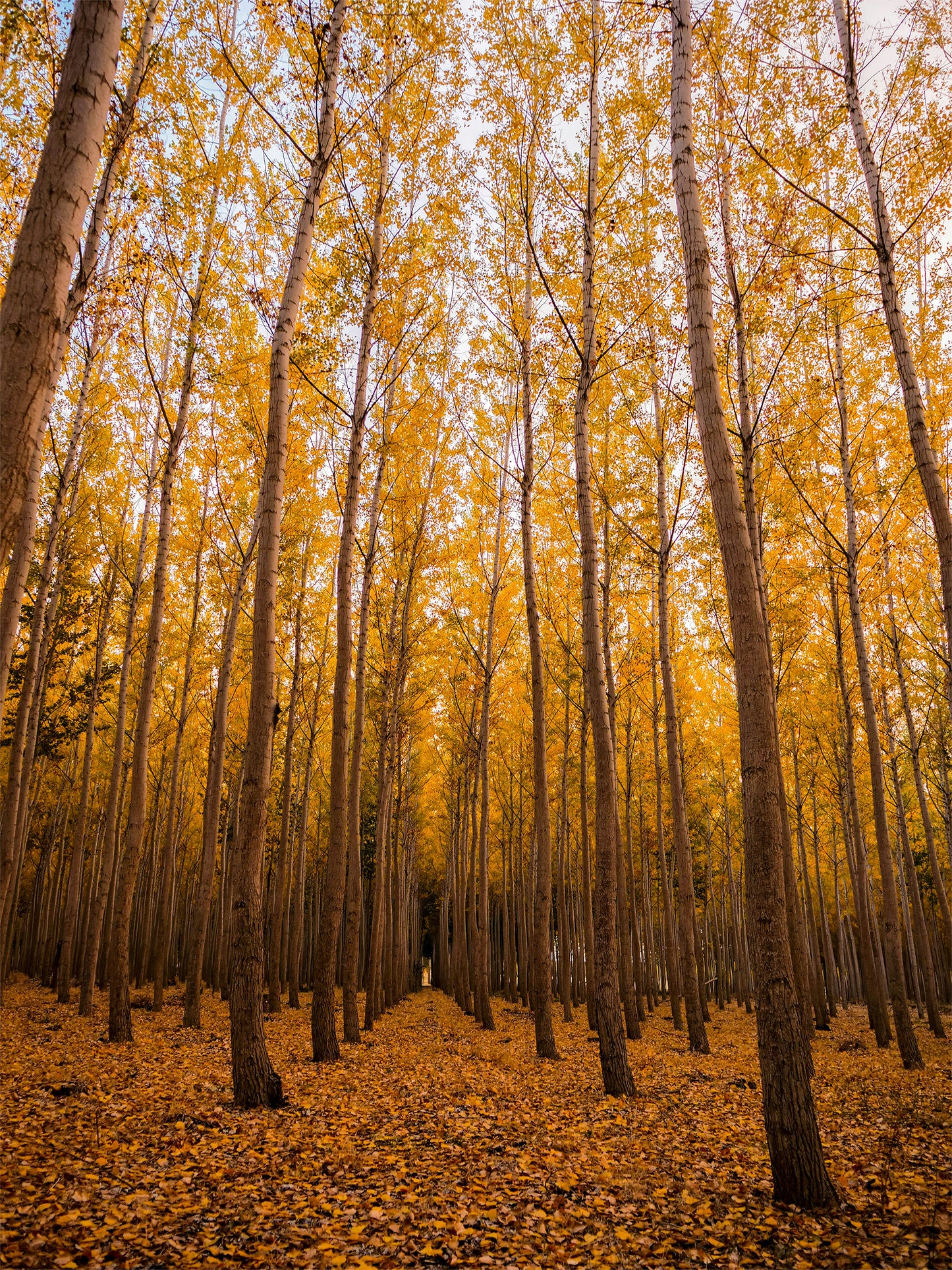 Orange Trees